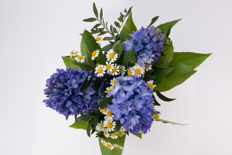 freshness, flowering plant, no people, bloom, nature, white background, flower head, spring flowers, close-up, summer, geese flower, spring, plant, fragility