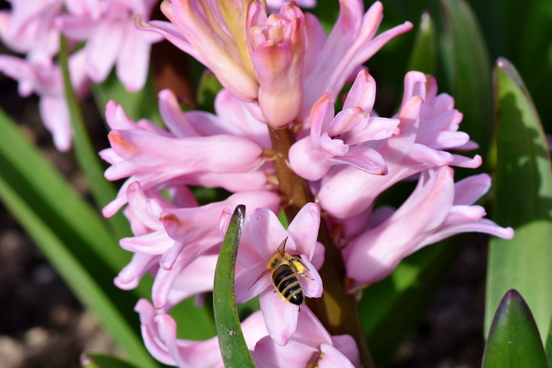 day, freshness, sprinkle, pink color, pink, hyacinthus orientalis, photography, spring, pink flowers, blossom, pollination, purple, fragility, animal, schnittblume