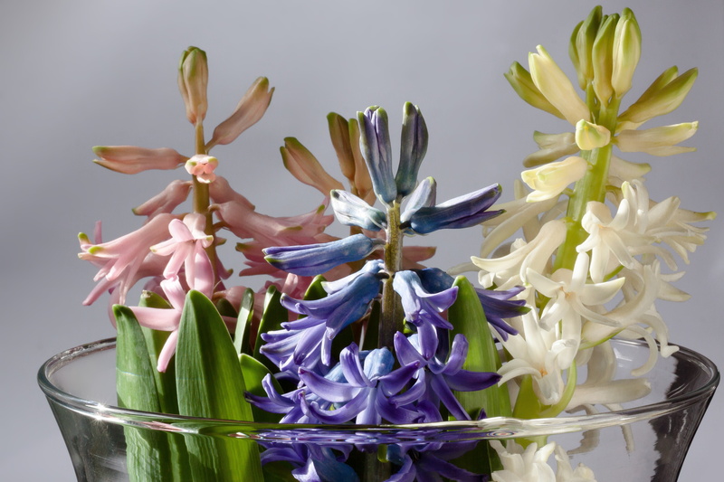freshness, asparagus plants, flowering plant, close-up, spring greetings, blue, bloom, genus, pink, flower, flower arrangement, flower head, fragility