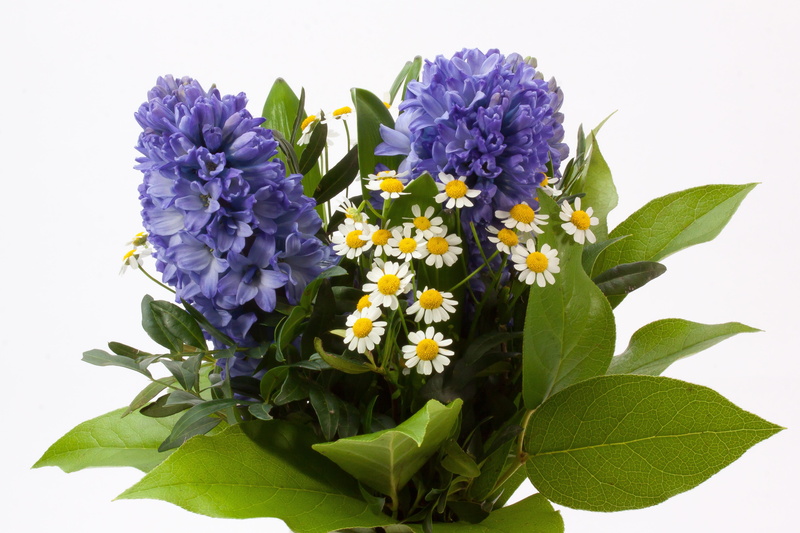 nature, studio shot, freshness, hyacinth, blue, green, growth, spring flowers, asparagaceae, spring greetings, flower head, vulnerability, no people, asparagus plant