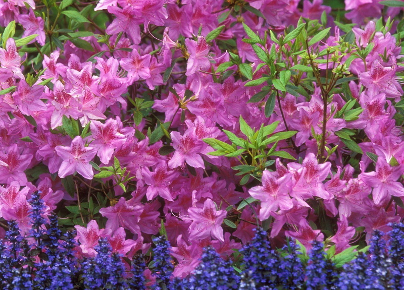 vulnerability, springtime, decoration, formal Garden, full frame, shrub, lilac, blossom, pink Color, inflorescence, hyacinth, lily, garden, colors, flowerbed