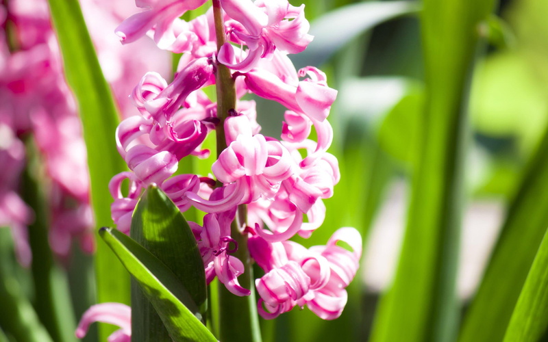 garden, hyacinth, love, green, 2K, flowers, sunshine, nature, amazing, nature and landscapes, pink