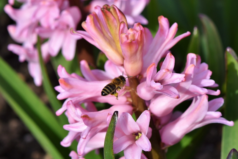 perched, flowering plant, spring flower, flower head, fragility, pink, pink flowers, bee, close-up, insect, one animal, hyacinthus orientalis, pink flower