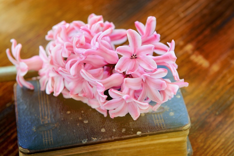 container, no people, inflorescence, pink, hyacinth, wood - material, flower, fragrant, indoors, close-up, close, petal, fragrant flower, softness, freshness