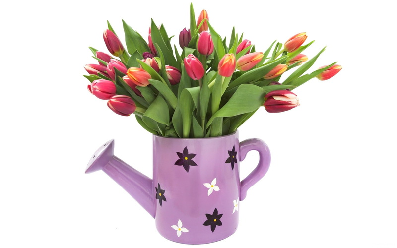 yellow, can, spring, tulip, purple, nature, flower Pot, bouquet, petal, freshness, isolated, floral, beauty in nature, watering Can, white Background, no people