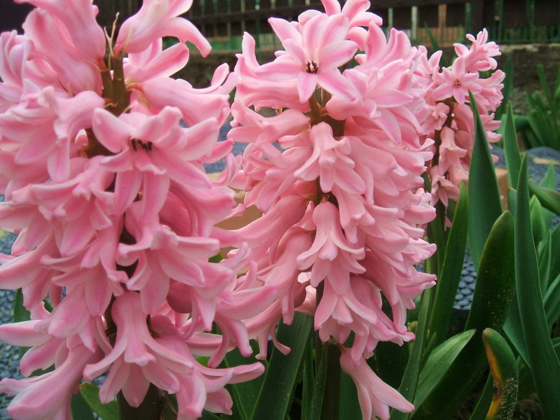 nature, close-up, pink, day, plant, flower, fragility, growth, springtime, hyacinth, flower head, petal, blossom, inflorescence, outdoors, no people, beauty in nature