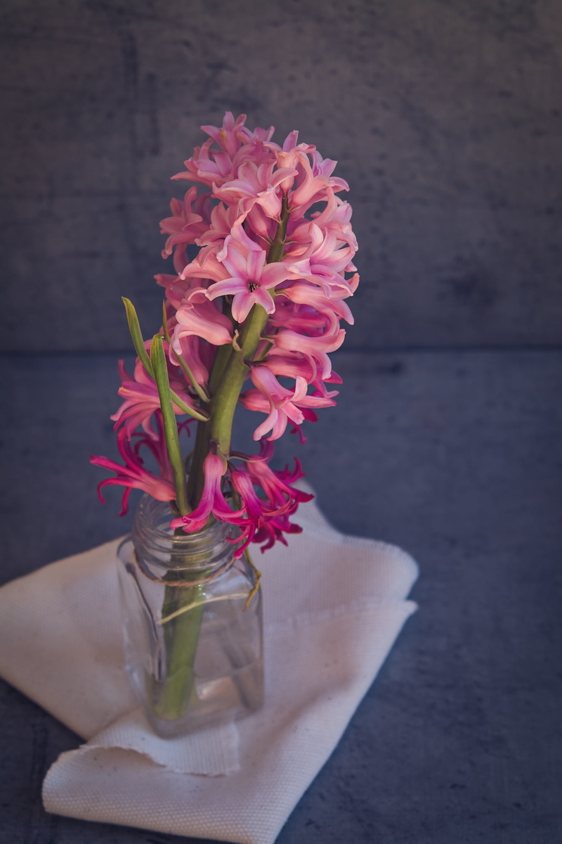 growth, inflorescence, flower head, flower, flowering plant, close-up, no people, deco, pink flower, hyacinth, fragrant flower, bouquet, decoration, beauty in nature