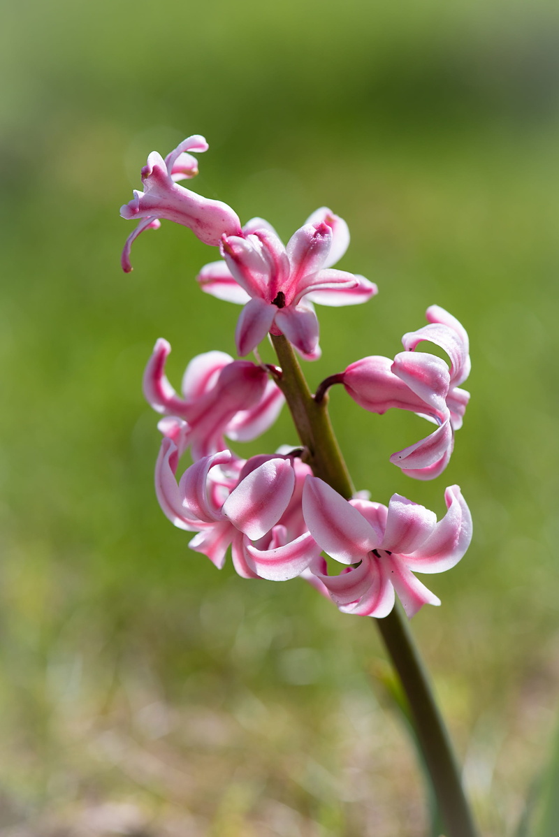 fragrant flower, pink flower, focus on foreground, 2K, petal, flower, inflorescence, garden, spring flower, no people, flowers, outdoors, freshness, pink