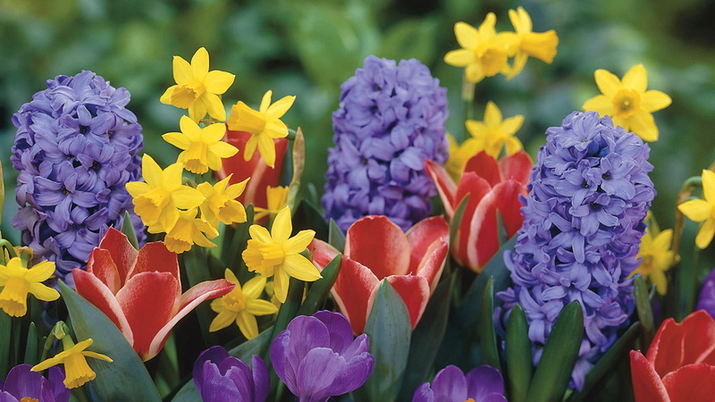 petal, petaled, flower arrangement, growth, fragility, botany, bed, nature, backgrounds, yellow, inflorescence, focus on foreground, daffodils, outdoors
