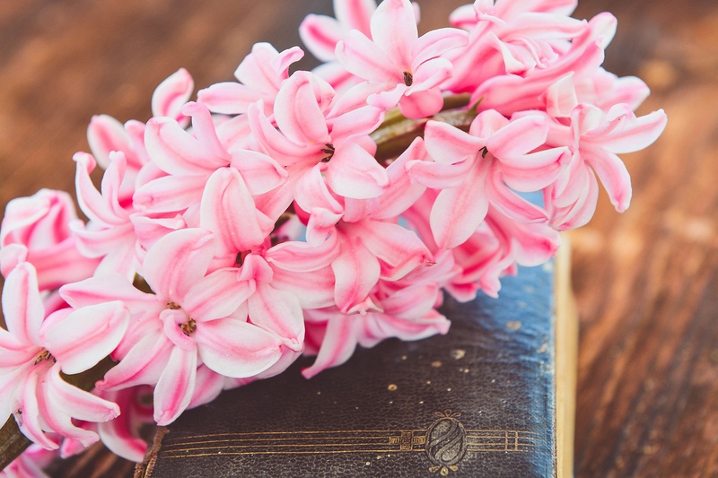 pink color, fragility, inflorescence, outdoors, wood, flowering plant, no people, freshness, 1080P, spring flower, close-up, vulnerability, fragrant, table