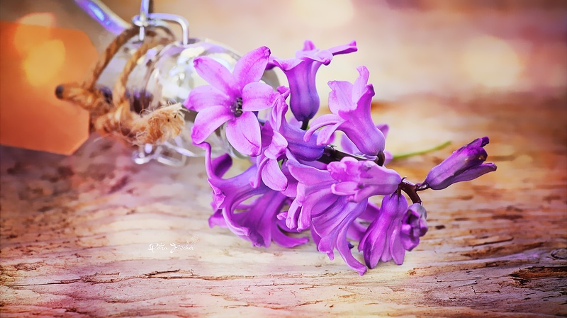 image, wood, photo, bouquet, inflorescence, softness, hyacinth, digital painting, selective focus, flowers, vulnerability, fragility, wood - material, 1080P