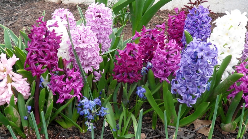 4K, hyacinths, flowering plant, plant part, flowering, usually, nature, bunch of flowers, growth, plant, petal, blue, plants, color, purple, fragrant