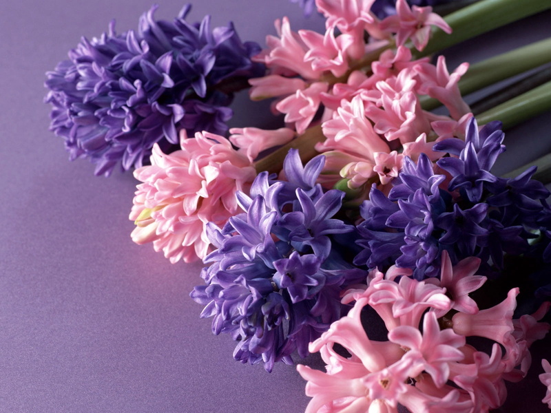 flowering plant, indoors, bright, close-up, flowers, springtime, bouquet, lilac, summer, blossom, hyacinth, flower Head, flower, backgrounds, decoration