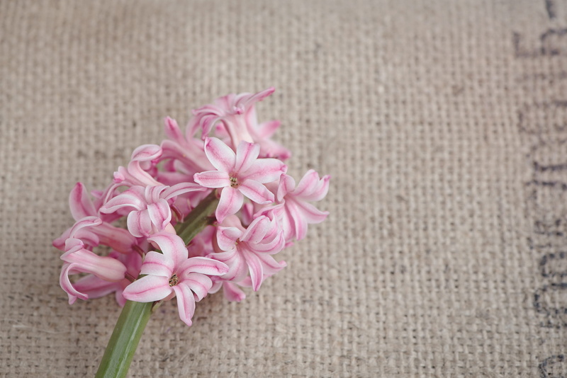spring, no people, hyacinth, close-up, beauty in nature, flowers, freshness, spring flower, 2K, softness, close, flower, pink, bunch of flowers, fragrant flower