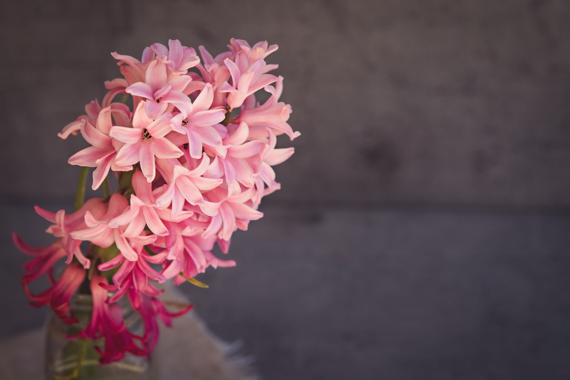 spring flower, land love, bunch of flowers, pink, outdoors, flowering plant, day, focus on foreground, dahlia, 2K, close, indoors, growth, schnittblume