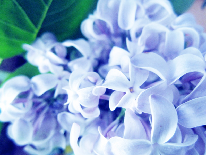 4K, single Flower, plants, flowers, purple, backgrounds, vulnerability, freshness, petal, orchid, lilacs, botany, flower arrangement, plant, flower Head