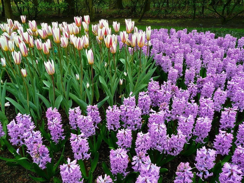 flower Head, no People, flower, blossom, multi Colored, growth, fragility, springtime, gardening, hyacinth, land, freshness, tulip, day, park, blue, tulips