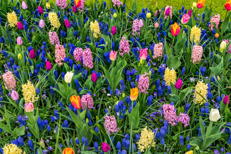 Blue Flower, Pink Flower, 1080P, Colorful, Flower, Tulip, Yellow Flower, Purple Flower, Field, Flowers, Hyacinth, Earth