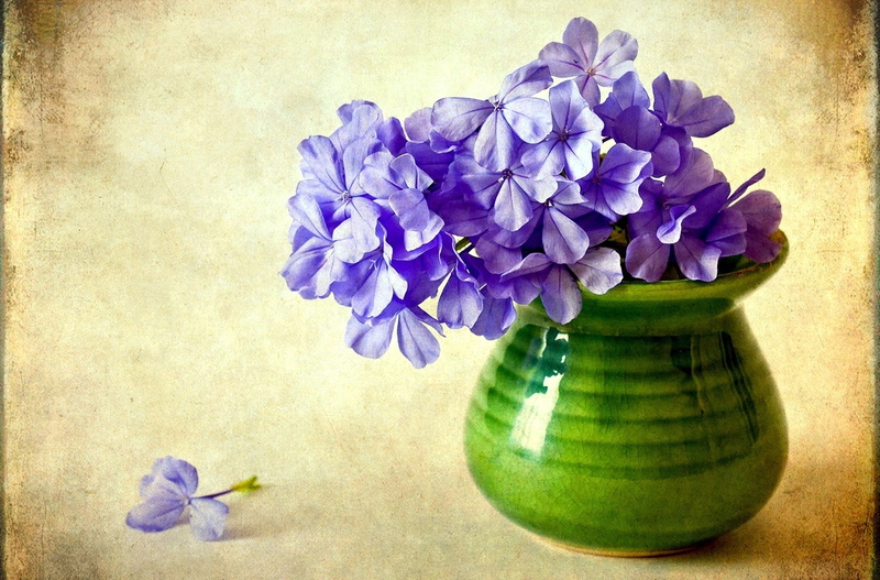 Flowers, flower arrangement, beauty in nature, fragility, plant, container, vulnerability, flower head, no people, flower pot, still life, petal, inflorescence