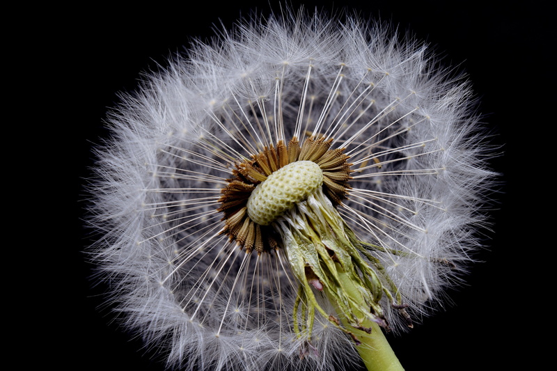 flower, inflorescence, bud, spring flower, macro, 5K, pointed flower, bloom, nature, dandelion seed, open dandelion, no people, growth, half open, close