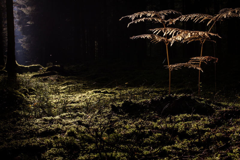 plant, tranquil scene, 5K, illuminated, moss, dark, night, plants, vascular pores plant, glade, tree, tranquility, beauty in nature, mystical, growth