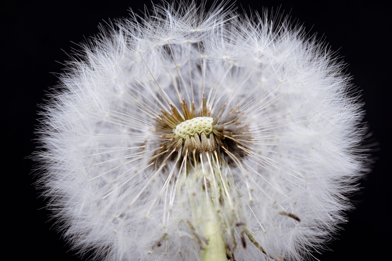 studio shot, pores, nature, buttercup, seed, beauty in nature, grassland plants, black background, flowering plant, wild flower, white color, half open