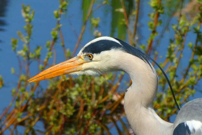 focus on foreground, animal themes, dom, water, poring, eyes, beak, plumage, watch, no people, water bird, nature, 2K, one animal, feather, animal head