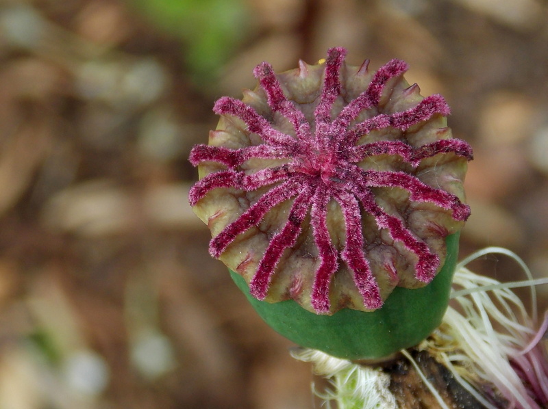 close-up, food, beauty in nature, spring, papaveraceae, vulnerability, poppy capsule, klatschmohn, outdoors, fruit capsule, klatschmohn capsule, pore capsule