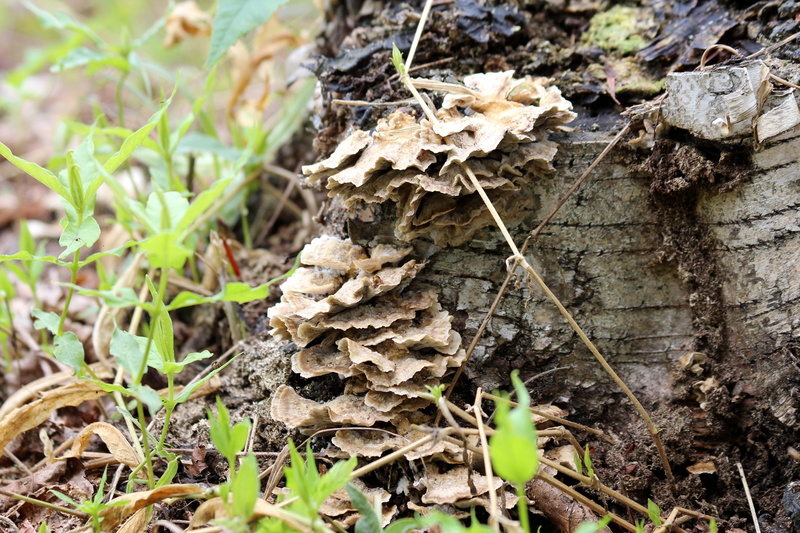 close-up, tree, tree Trunk, fungus, spring, trunk, mushroom, selective focus, stump, leaves, outdoors, plant part, toadstool, forest, dry, Tinder Fungus