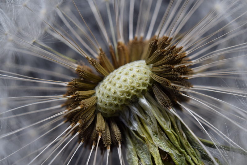 nature, pointed flower, dandelion seeds, backgrounds, flower head, pores, flower bud, freshness, blossom, grassland plants, plant, half open, open dandelion