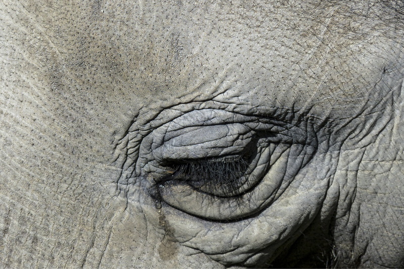 wrinkled, backgrounds, vertebrate, animals in the wild, skin, animal body part, sad, animal head, close, large, wildlife, macro, full frame, eye, wrinkles