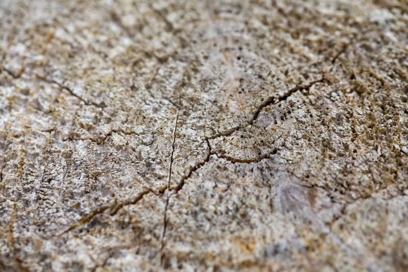 day, dry, climate, fissure, wood, dirt, mud, backgrounds, the cross section of wood, land, textured, lumber, 4K, full frame, pattern, concentric, rough