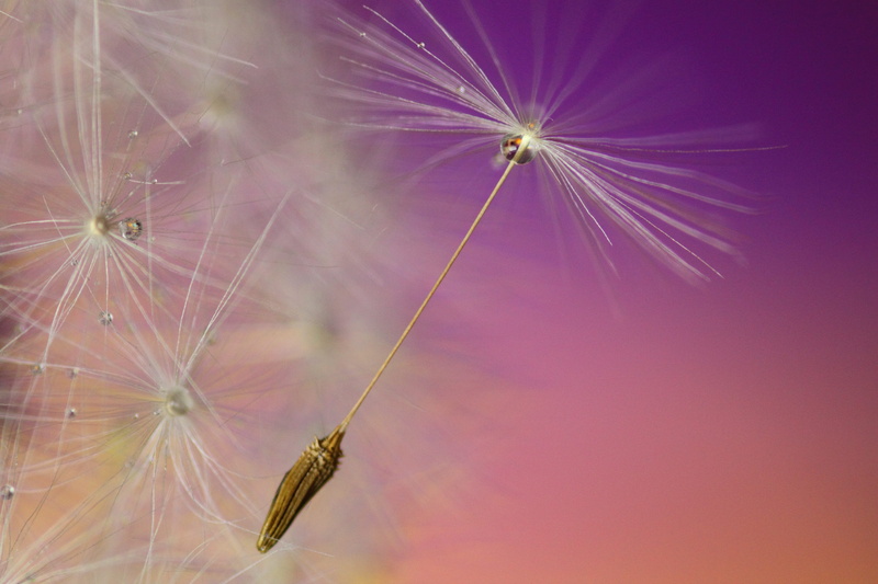 dandelion seeds, dandelions, softness, white, colors, flower head, plant, close-up, dandelion, no people, 5K, springtime, nature, seeds, flowers, macro photography
