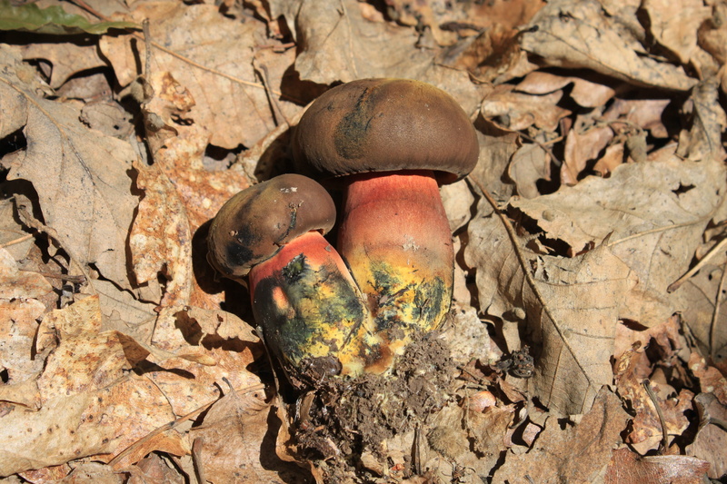 animal themes, animals in the wild, plant part, luridiformis, wood - material, boletus, yellow, rock, land, day, rock - object, leaf, animal, high angle view
