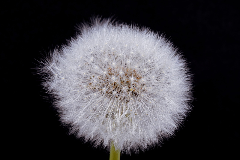 head, grassland plants, flowers pores, spring meadow, seed, 5K, close, bloom, softness, nature, studio shot, freshness, flower bud, macro, vulnerability