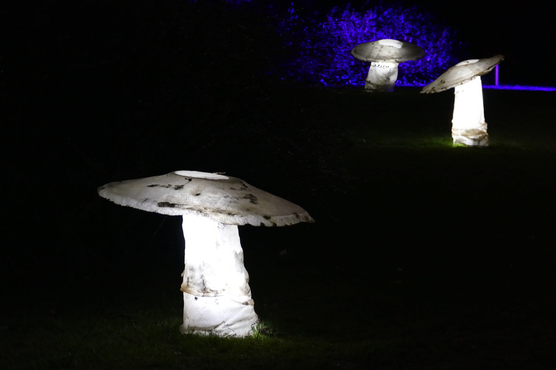 food, parking lights, 5K, forest, belief, tourism, fungus, eat, domestic room, figure, spirituality, no people, wood, gruga eat, nature, indoors, park