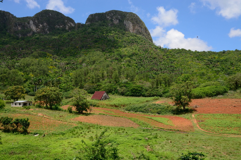 scenics - nature, land, 5K, growth, plantation, tranquil scene, tree, beauty in nature, sky, tranquility, landscape, agriculture, green color, mountain