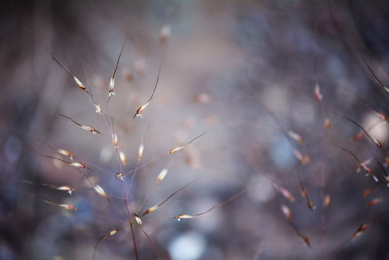 plants, 4K, winter, dry