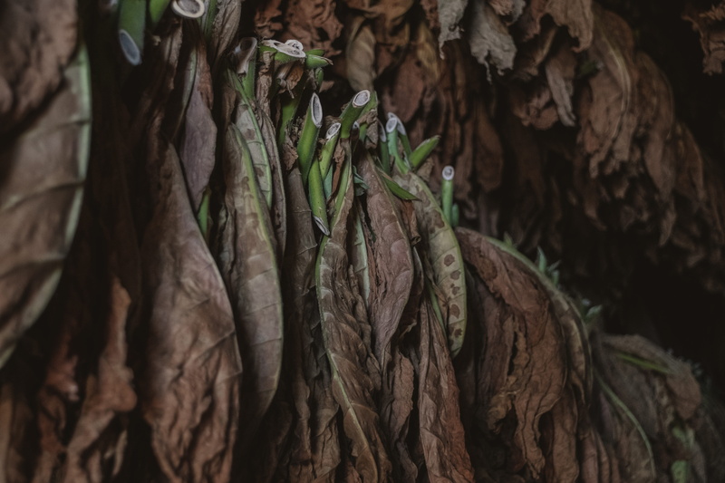 vintagelens, animal, leaves, leaf, day, textured, brown, natural, tree trunk, healthy eating, hanging, food, root, viñales, fujifilm, tree, 5K, no people