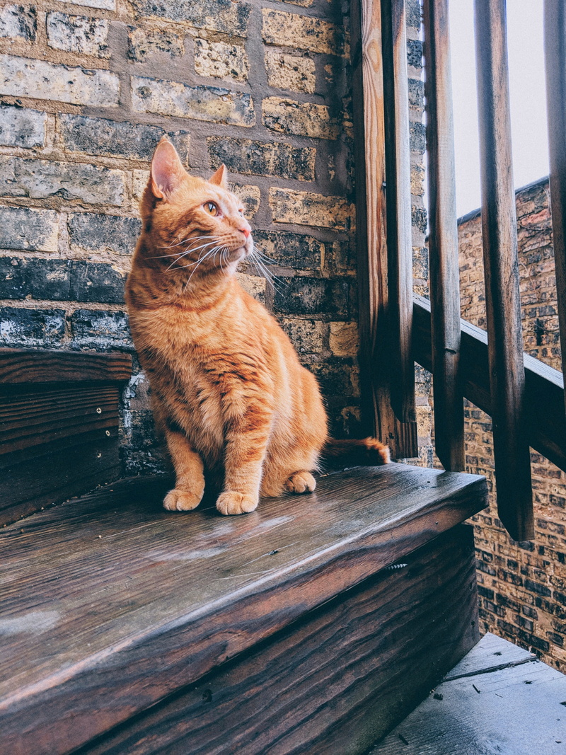 pet, couch, ginger cat, home decor, pets, domestic cat, feline, plywood, angora, 4K, kitten, built structure, animal, animal themes, handrail, vertebrate