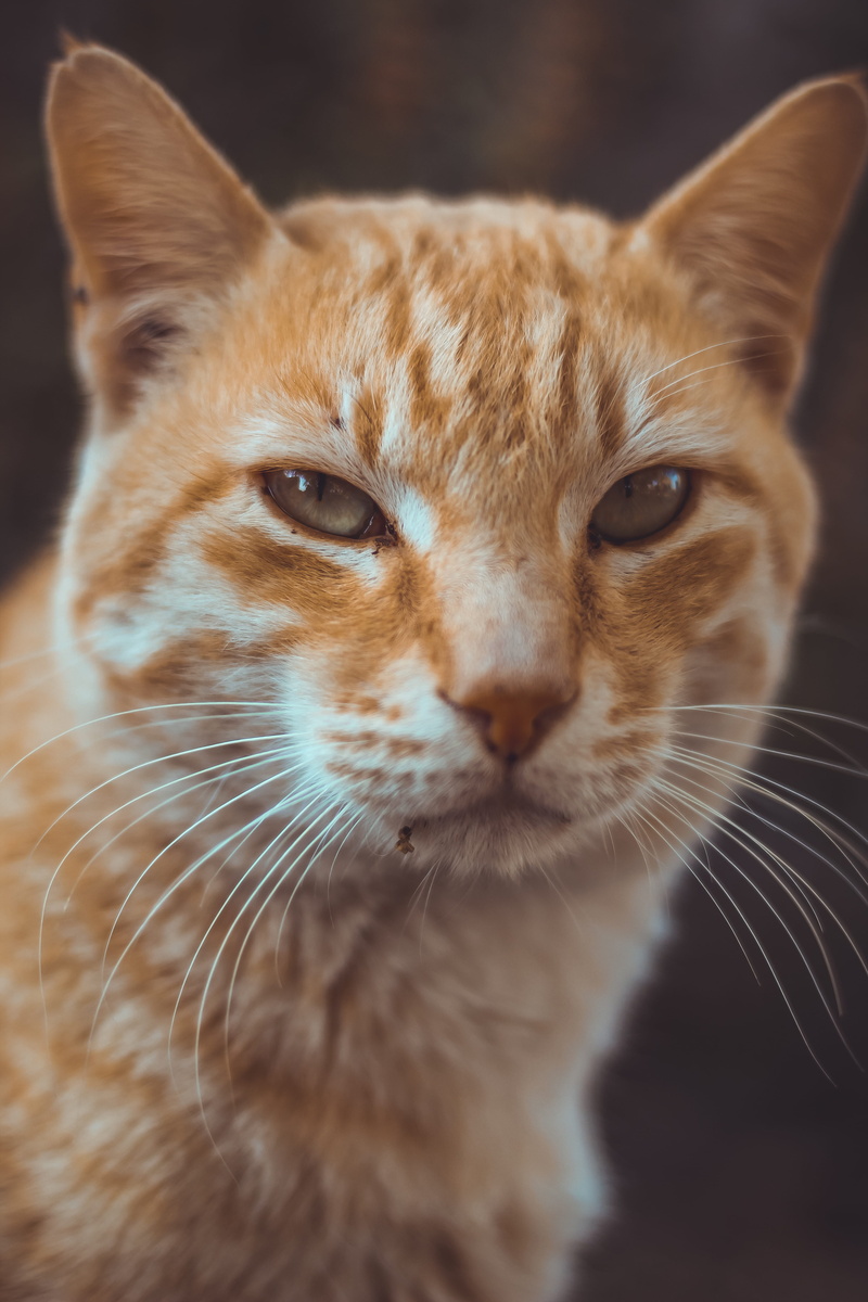 siamese, animal head, one animal, hardwood, abyssinian, animal themes, mammal, tabby, portrait, domestic, pets, domestic animals, feline, snout, plant