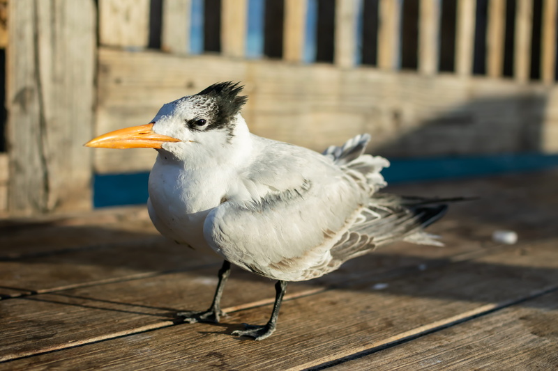 5K, built structure, grain, no people, plant, focus on foreground, wood - material, seed, seagull, waterfowl, vegetable, food, produce, blue jay, perching
