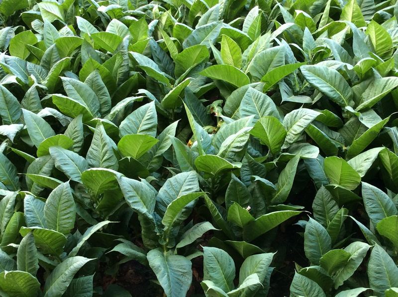 no people, tobacco, freshness, green color, close, outdoors, cabbage, crop, leaf, backgrounds, full frame, plant part, food and drink, plant, land, 2K