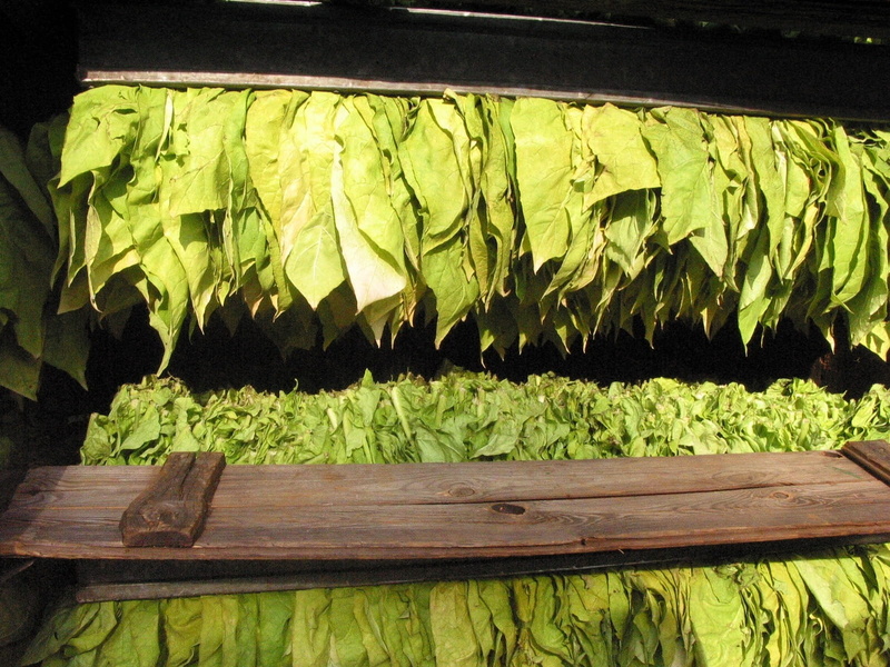 wooden, leaf, wood - material, freshness, plank, read, vegetable, lettuce, Leaves, plant, brown, tobacco serious, growth, healthy eating, wellbeing, close-up