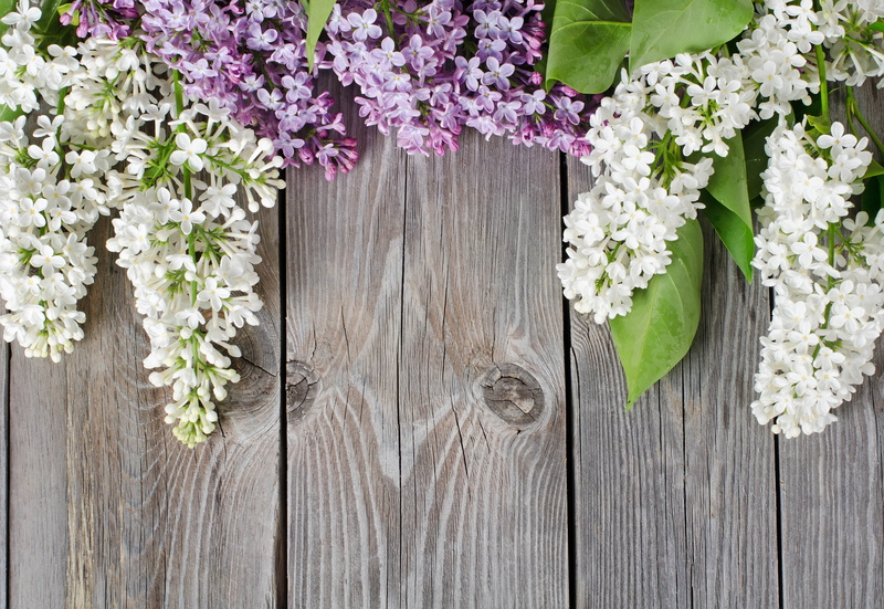 day, flowers, season, petal, summer, tree, table, plant, green Color, close-up, white, purple, leaf, flower, flower Head, outdoors, backgrounds, Board