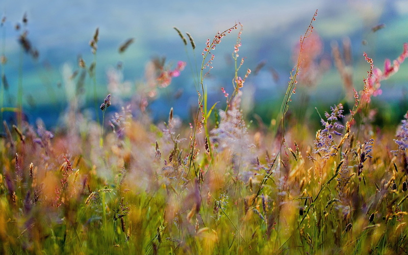 variety, summer, backgrounds, landscape, no People, freshness, purple, environment, season, sky, leaf, beauty In Nature, wildflower, outdoors, rural Scene