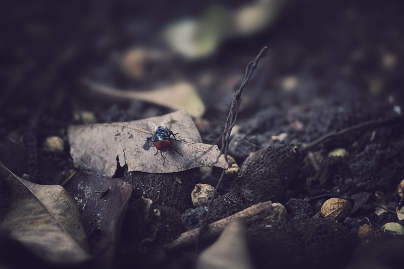 solid, ant, ground, animals in the wild, stone, leafe, rock, animal, withered, high angle view, dim, dark, beetle, dirt, black, brown, invertebrate, day