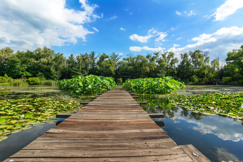 lotus, travel, green, 4K, walk, tranquil scene, growth, footbridge, sky, wood - material, cloud, wangbeodeul, sunshine, sleep, byeokchoji, the way forward