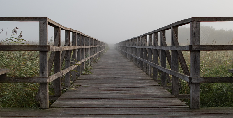 railing, wooden, fog, green, tranquility, connection, web, plants, built structure, nature, leaf, target, brown, sky, 4K, boardwalk, side, day, direction