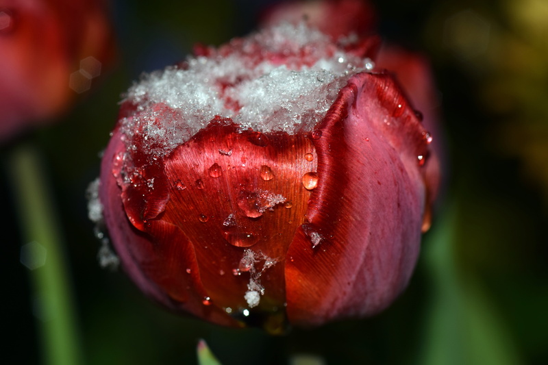 5K, april weather, dew, spring, healthy eating, inflorescence, focus on foreground, freshness, close-up, macro, day, selective focus, red tulip, food